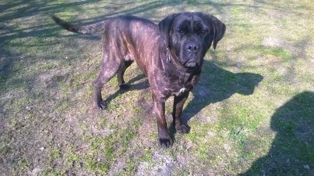 zaginęła suczka Cane Corso - woj. lubelskie